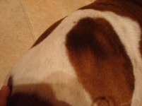 Harley Right Side 2websize.jpg
