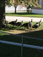 IMG_1015.jpeg