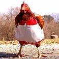 Alex's Chicken.jpg