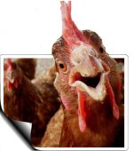 chicken.jpg