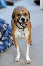 muttley.jpg