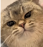 Screenshot 2025-08-15 004255.png