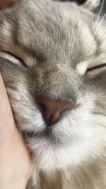 sleep on my palm.jpg