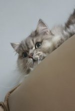 squatting on the sofa.jpg