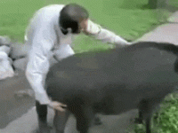 IMG_0419.gif