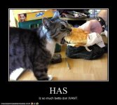 funny-pictures-cat-has-a-burger.jpg