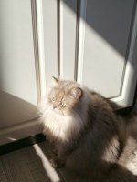 sunlight.jpeg