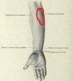 forearm.jpg