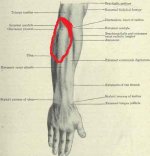 forearm2.jpg