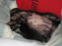 cow belly.jpgcompressed.jpg
