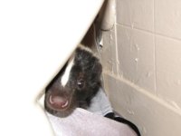 behind toilet.jpg