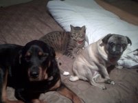 pets.jpg