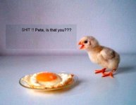 chicken_egg_4.jpg