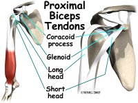 elbow_distal_biceps_rupture_anat04.jpg