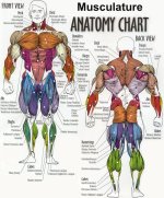 anatomy2.jpg