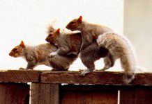 threesome.jpg