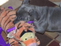BLUE PIT 010.jpg