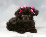 stock-photo-adorable-poodle-puppy-with-pink-bows-13604923.jpg