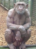 Chimp-with-huge-balls.jpg