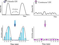 gh-pulsation-leads-to-greater-stat5b-activity.jpg gh-pulsation-leads-to-greater-stat5b-activity.jpg