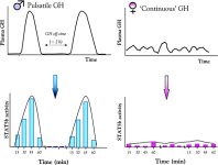 gh-pulsation-leads-to-greater-stat5b-activity.jpg