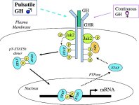 gh-receptor-activity-leads-to-stat5b-activity.jpg gh-receptor-activity-leads-to-stat5b-activity.jpg