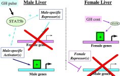 pulsative-gh-releases-male-liver-enzymes-while-continuous-gh-releases-female-liver-enzymes.jpg pulsative-gh-releases-male-liver-enzymes-while-continuous-gh-releases-female-liver-enzymes.jpg