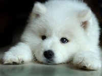 White-Wolf-Pup-wolves-7570936-640-480.jpg