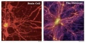 Brain.jpg