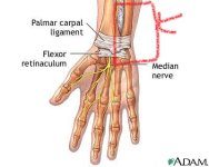 wrist-anatomy.jpg