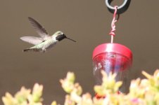 Hummingbird4crom.jpg