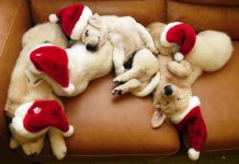 funny-little-white-puppies-dogs-christmas-hats_large.jpg