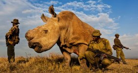 Northern White Rhino.jpg