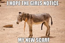 hope-the-girls-notice-my-new-scarf donkey.jpg
