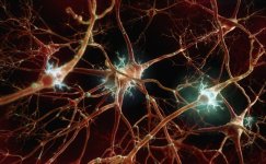 brain neurons.jpg