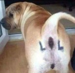 LOL Dogs Ass.jpg