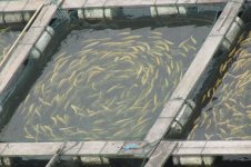 fish-farm.jpg