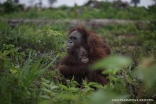 Rescued baby and mother.jpg