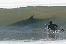 surfing_shark_scare.jpg