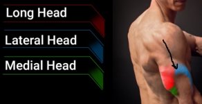 triceps_lateral_head.jpg