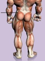 gluteao5.jpg