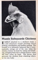 med_chicken_muzzle.jpg