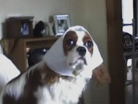 badpuppy2.jpg