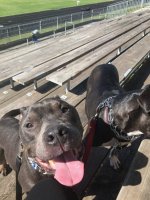 the pups at the track.jpg