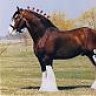 Clydesdale