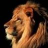 LionHGH