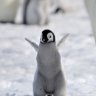 penguin