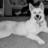 HuskyBoy6793